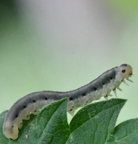 Macrophya sp.